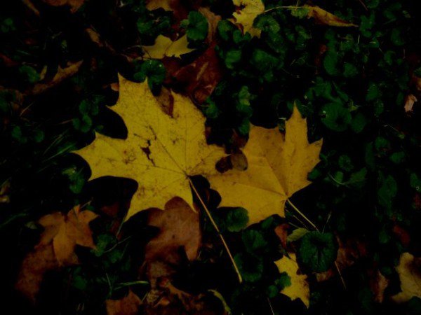 Поїздка в Чернігів (24.10.2007)