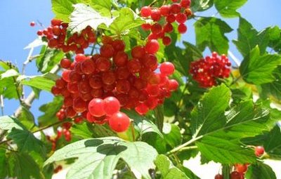 1292950922 1213773795_kalina